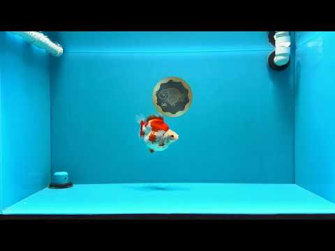 AAA Grade Red White Ryukin Female 4.5 inches #031326RK_31