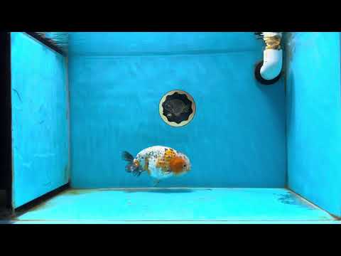 A Grade Calico LionKing 5-5.5 inches #031425LC_03