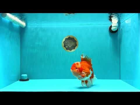 A Grade Godzilla Red White Oranda Male 7 inches #022726OR_12