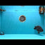 UNIQUE Black Blue Ranchu Male 5.5 inches #100226RC_24