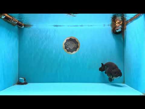 UNIQUE Black Blue Ranchu Male 5.5 inches #100226RC_24