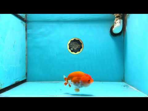 BIG WEN AAA Grade Red White LionQueen 4 inches #101725LC_06