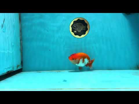 CHUBBY AAA Grade Red White LionQueen 4-4.5 inches #102425LC_13