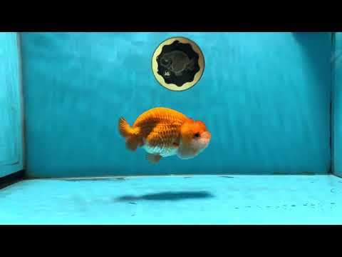 A Grade Red White LionQueen 4-4.5 inches #071125LC_02