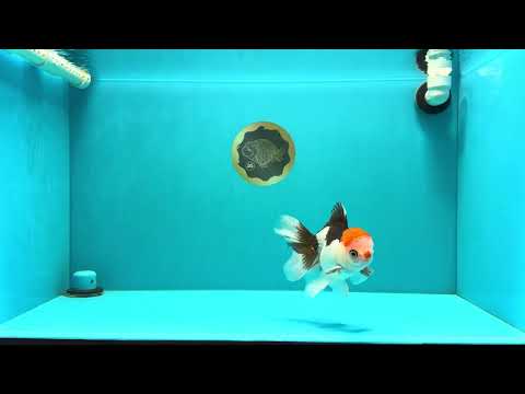 A Grade Tricolor Oranda Male 5-5.5 inches #032026OR_14