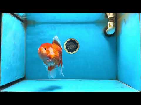 AAA Grade Young Godzilla Red White Oranda Male 6 inches #081525OR_07