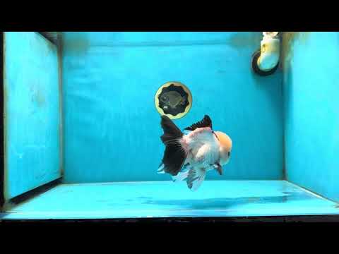 Tricolor Oranda Male 5 inches #051625OR_22