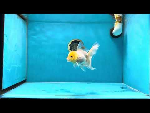 A Grade Lemonhead Lipstick Oranda Male 4.5 inches #032125OR_14