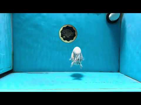 A Grade Marble LionKing 5 inches #071125LC_05