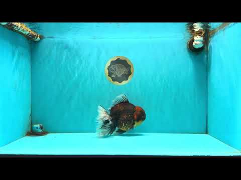 CHUNKY AAA Grade Broadtail Kirin Tiger Oranda Male 7-7.5 inches #080726OR_02