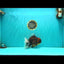CHUNKY AAA Grade Broadtail Kirin Tiger Oranda Male 7-7.5 inches #080726OR_02