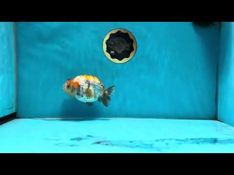 AAA Grade Tricolor LionQueen 4.5 inches #062025LC_10