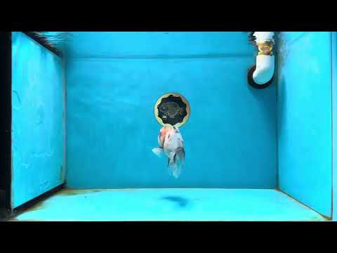 A Grade Calico Oranda Male 4.5 inches #031425OR_16