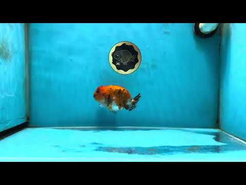 A Grade Tricolor Tiger LionKing 4.5 inches #052325LC_16