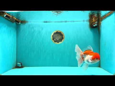 MARIO A Grade Red White Oranda Male 5.5-6 inches #101626OR_10