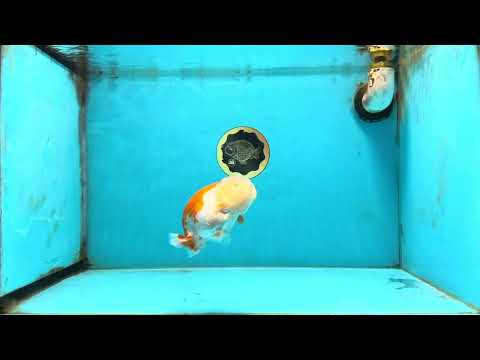 AAA Grade Young Red White LionQueen 4 inches #101025LC_05