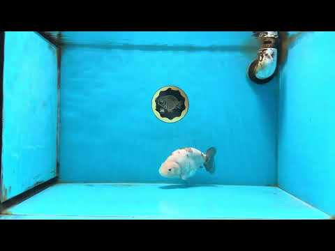 White Sakura Chinese Ranchu Female 4.5-5 inches #112825RC_13