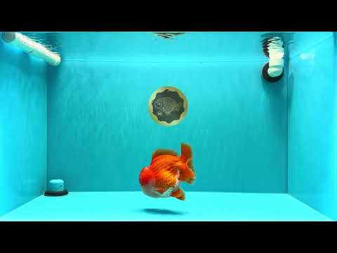 AAA Grade Godzilla Red White Yuanbao Male 5.5 inches #030626YB_09