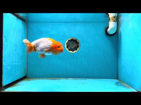 Red White Ranchu Male 5 inches #031425RC_02