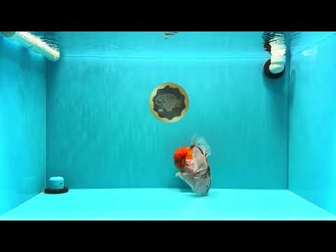 AAA Grade Sakura Long Tail Oranda Male 6.5 inches #030626OR_07