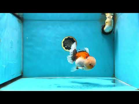 A Grade Calico Oranda Male 5 inches #060625OR_20