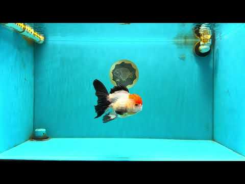 Tricolor Oranda Female 5-5.5 inches #041026OR_06