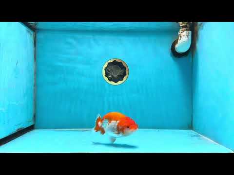 AAA Grade Red White LionQueen 4 inches #101725LC_10