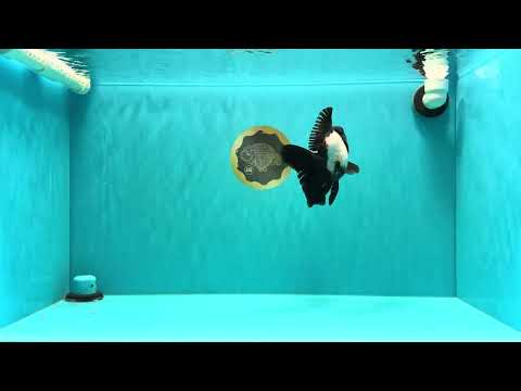 ROYAL A Grade Panda Oranda Female 5.5-6 inches #031326OR_24