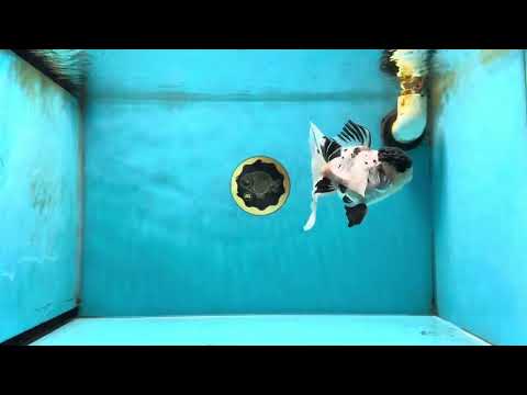 Super Panda Oranda Male 5 inches #042525OR_06