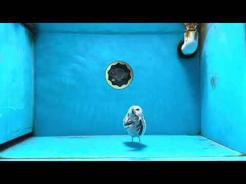 A Grade Marble Blue Back Sakura Lionking 4.5 inches #080125LC_16