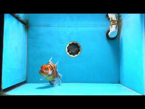 Tiger Oranda Female 6 inches #072525OR_21