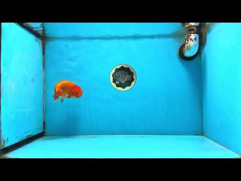 A Grade Red White LionQueen 4 inches #112825LC_07