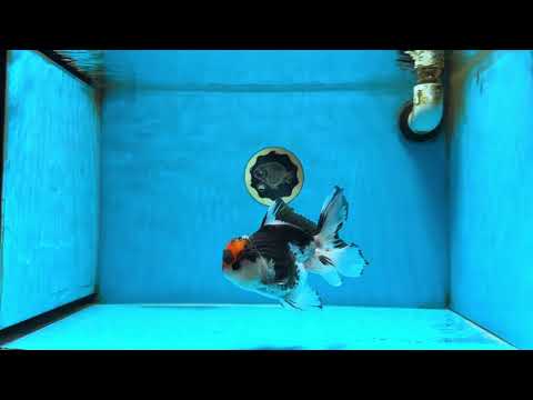 A Grade Tricolor Button Eyes Oranda Male 4.5-5 inches #081525OR_28