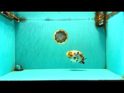 CHUBBY AAA Grade Diamond Scale Tricolor Ranchu Male 5.5 inches #100926RC_27
