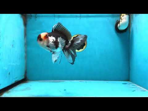 Tricolor Oranda Male 5-5.5 inches #100325OR_23
