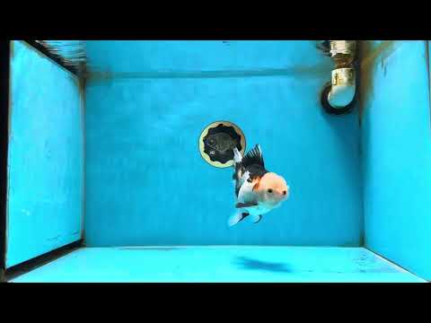 A Grade Tricolor Oranda Female 5-5.5 inches #081525OR_29