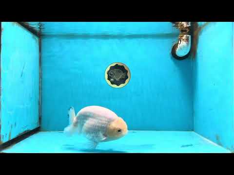 A Grade Snow White Sakura Ranchu Male 5.5 inches #110725RC_15