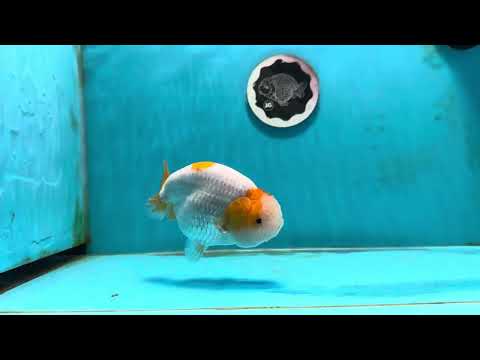 A Grade Mac &amp; Cheese LionKing 4.5-5 inches #112224LC_02