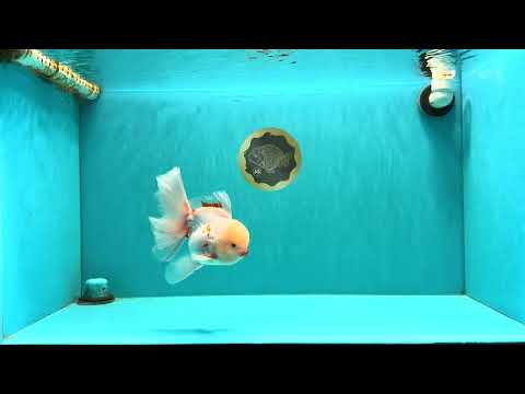 A Grade Red White Oranda Male 5.5 inches #062626OR_36