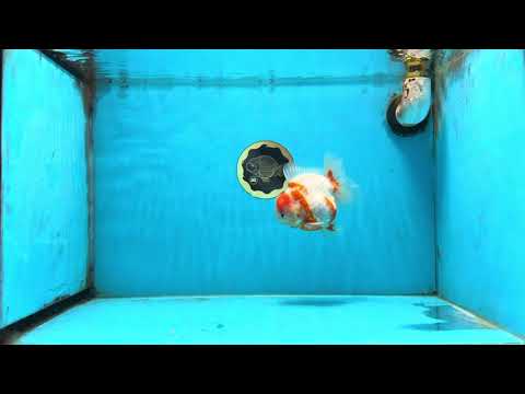 AAA Grade Sakura Kohaku Yuanbao Male 4.5 inches #101025YB_30