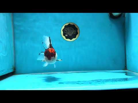 A Grade Tricolor Oranda Male 5 inches #060625OR_21