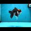 Tricolor Oranda Female 5 inches #120624OR_11