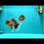 FLUFFY A Grade Calico Oranda Male 7 inches #041026OR_04