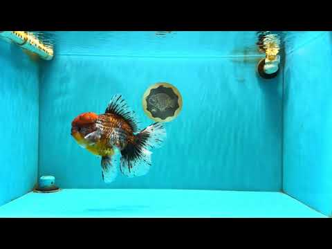 FLUFFY A Grade Calico Oranda Male 7 inches #041026OR_04