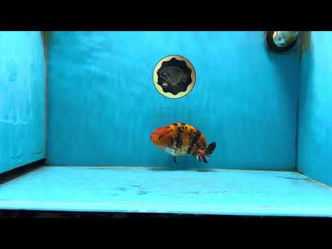 A Grade Tiger Ranchu Male 5 inches #062725LC_04