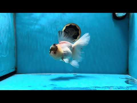 A Grade Unique Tricolor Oranda Female 6 inches #050225OR_03