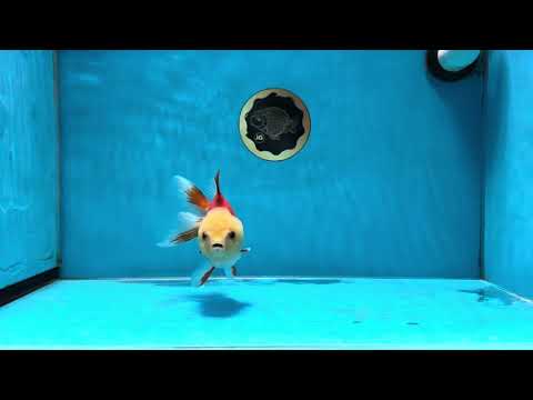 A Grade Tricolor Lemonhead Oranda Male 4.5 inches #032125OR_12