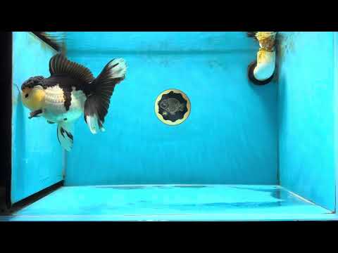 AAA Grade Tricolor Oranda Female 6-6.5 inches #041125OR_09