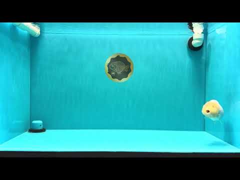 A Grade Dragon Head White LionQueen 4-4.5 inches #022726LC_25