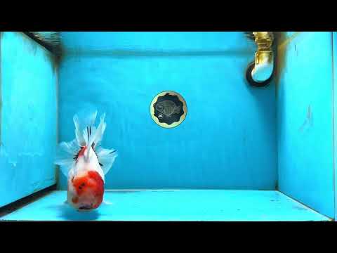 AAA Grade Cherry Sakura Oranda Female 6-6.5 inches #080825OR_15